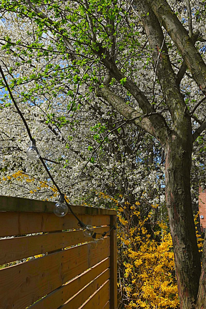 A service berry tree in full blossom with white flowers, Forsythia bush in bloom with yellow blossoms, a privacy fence with a string of lights